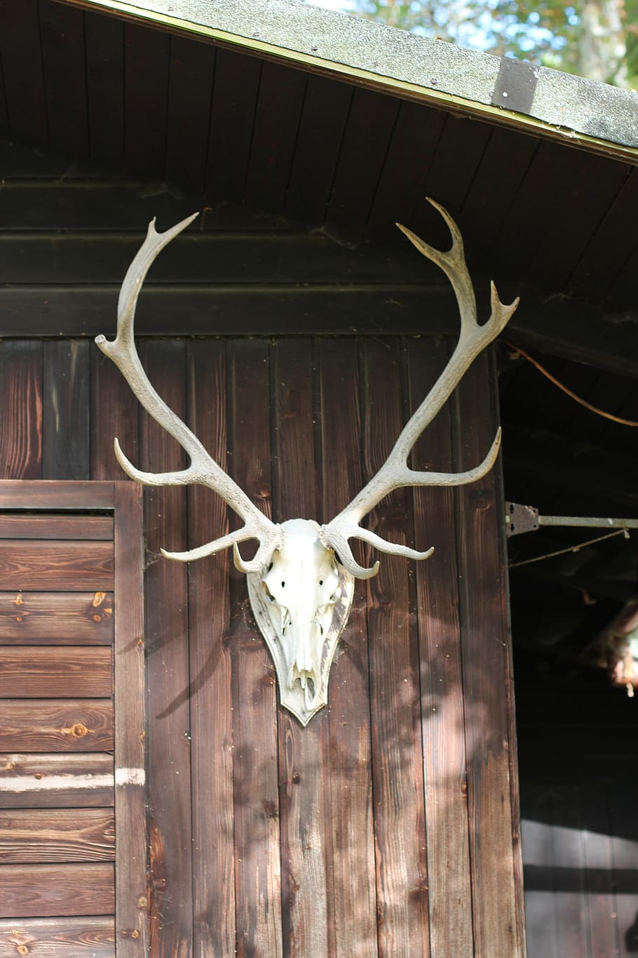 Antler, Deer, Log Cabin, Vacation, deer antler, taxidermy, trophy, animal body part, hanging, animal head