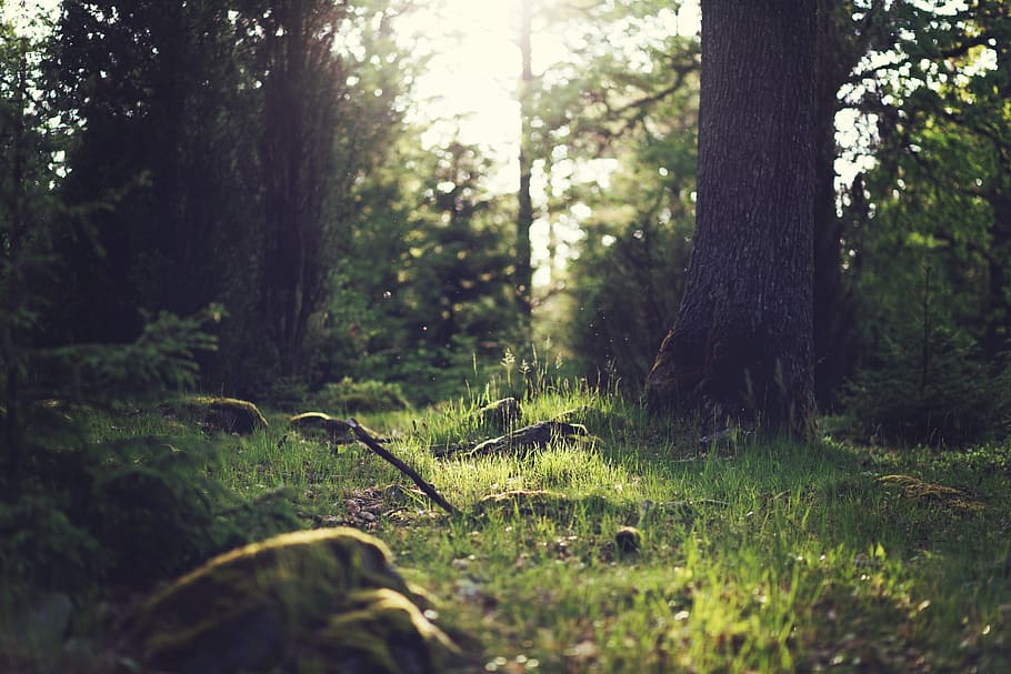 green, trees, grass, woods, nature, forest, outdoors, sunshine, branches, bushes