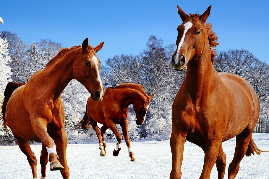 three brown horses, horses, coupling, winter, snow, play, paddock, wintry,  horse, domestic animals | Pxfuel