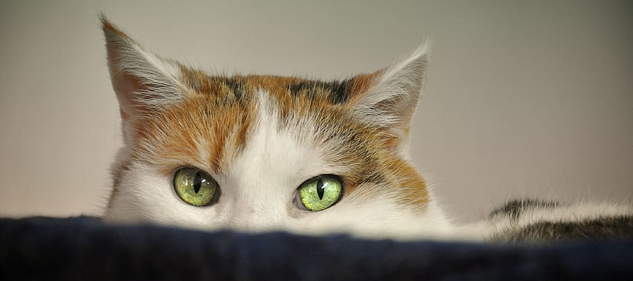 green-eyed, brown, white, cat, animal shelter, scheu, fear, mieze, animal welfare, domestic cat