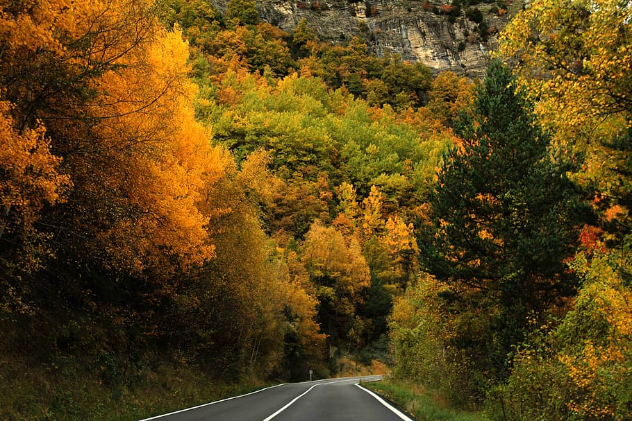 preto, estrada de asfalto, árvore, floresta, árvores, outono, natureza, estrada, cores, folhas
