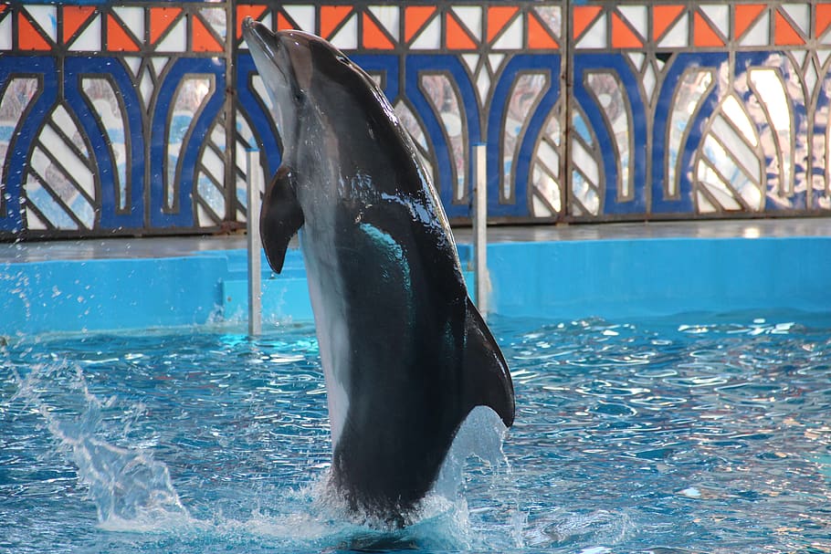 dolphinarium, dolphins, dolphin, show, animals, water, animal, animal themes, pool, swimming pool