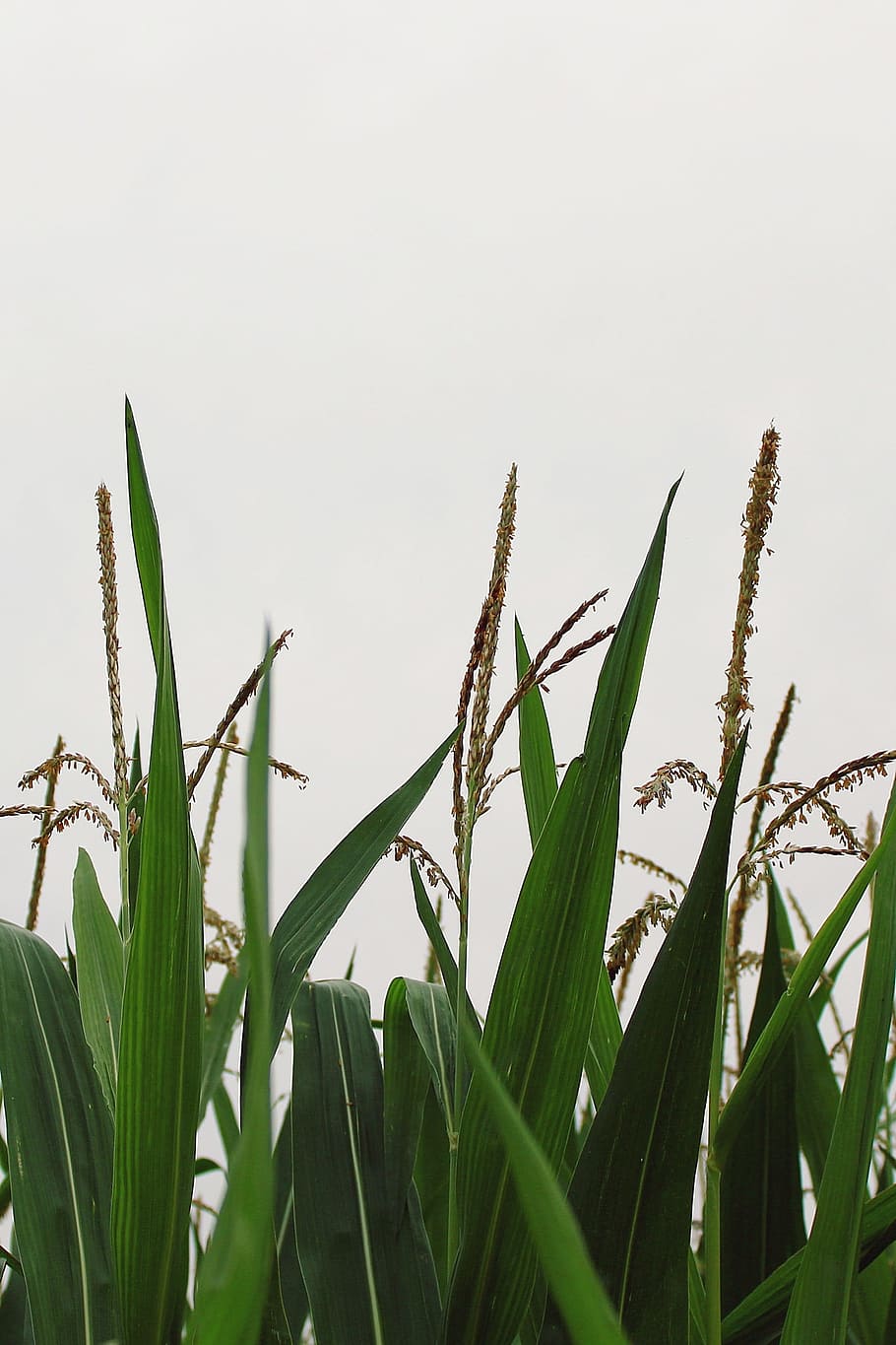 Corn, Cornfield, Agriculture, Field, plant, green, fodder maize, cereals, nature, leaves