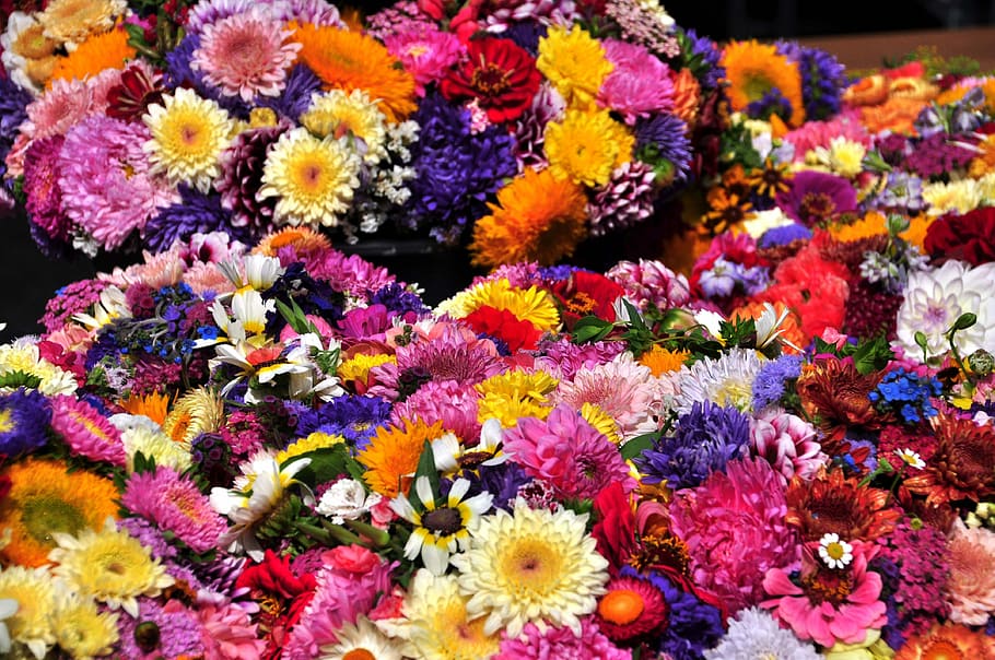 Autumn, Flowers, Asters, Straw, autumn flowers, straw flowers, colorful, flower, multi colored, variation
