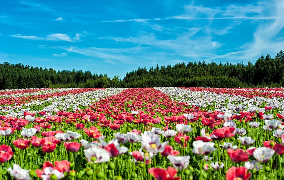 landscape photography, red, white, flowers, daytime, poppy, field of poppies, flower, field, landscape