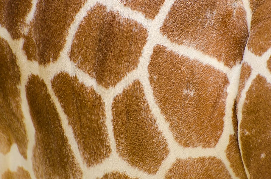 beige, brown, giraffe skin, skin, pattern, profile, isolated, neck, tropical, mammal
