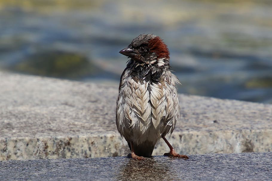 shallow, focus photo, bird, wet, sparrow, swim, house sparrow, sperling, animal, water