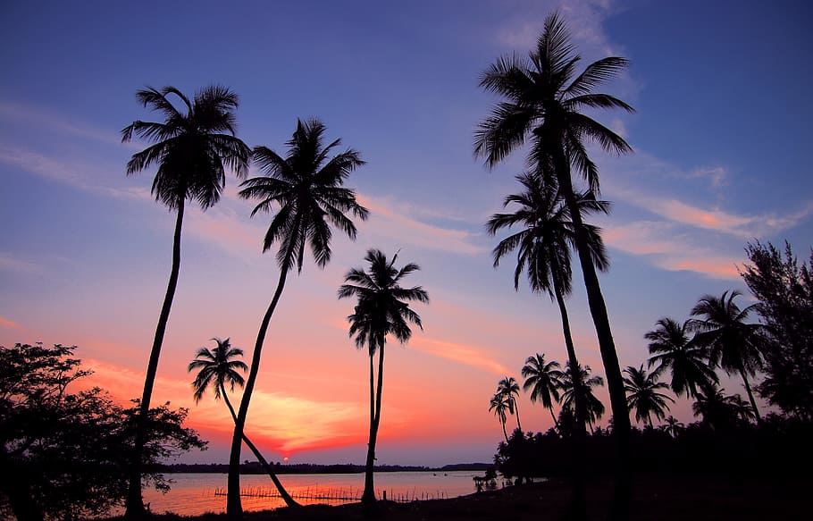 silueta, cocoteros, Sri Lanka, puesta de sol, palmeras, mar, cielo, atmósfera, sol, cielo nocturno