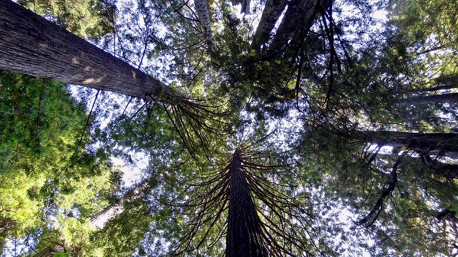 redwood, sequoia, usa, amerika, taman nasional redwood, pohon, alam, menanam, batang pohon, bagasi