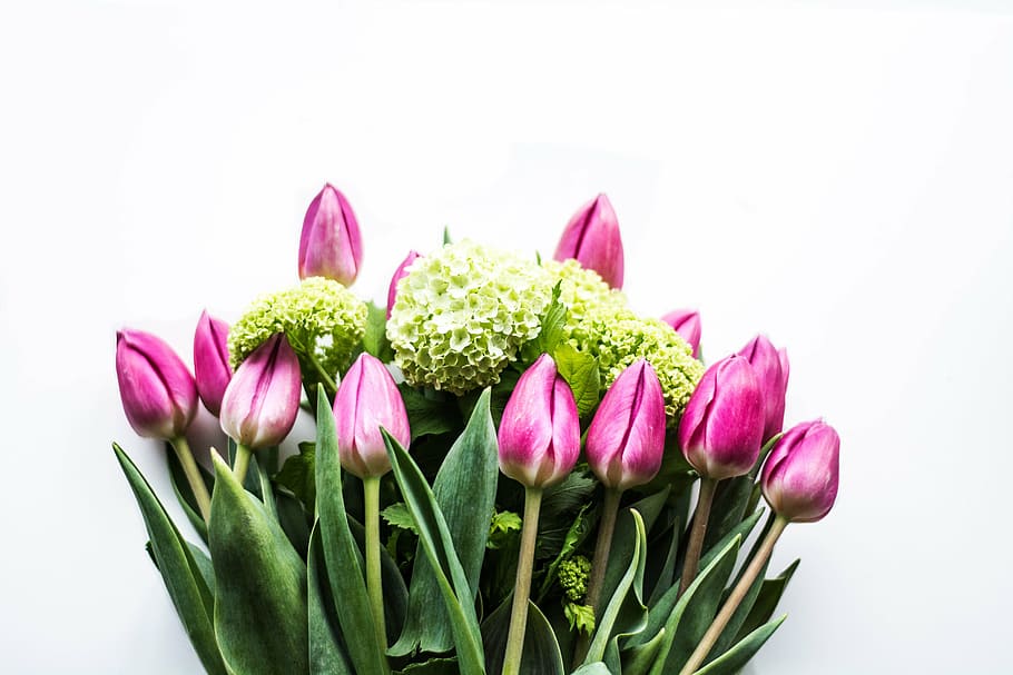 fotografía de disparo macro, rosa, tulipanes, verde, tulipán, hortensia, flores, naturaleza, color rosa, frescura