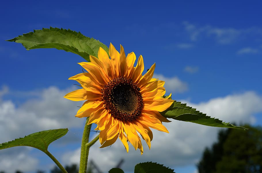 bunga matahari, biru, langit, siang hari, mekar, kuning, akhir musim panas, bunga, tanaman, alam