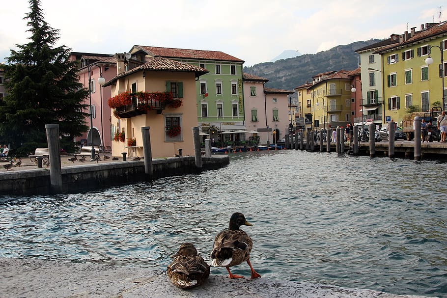 Italia, Garda, Torbole, montañas, barcos, banco, paseo marítimo, temas de animales, arquitectura, mascotas