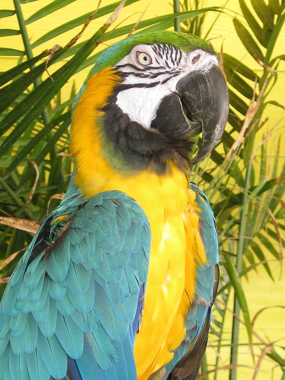 Big Bird, Pet, Exotic, Tri, Colored, tri-colored, blue, yellow, green, bird