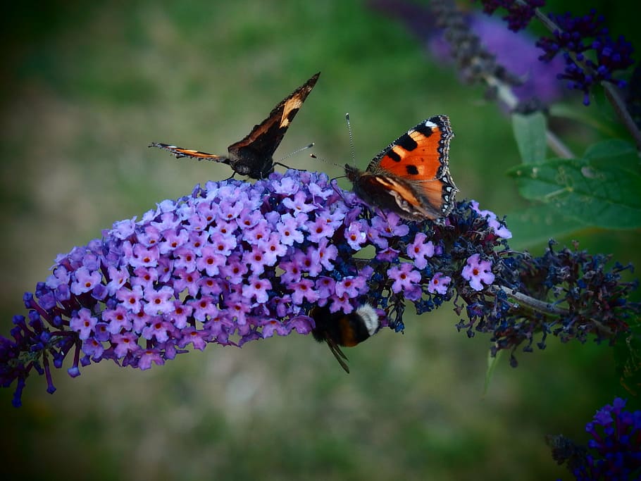 selective, focus photography, tortoiseshell butterfly, purple, petaled flower, butterfly, butterfly bush, butterfly bush david, flower, nature