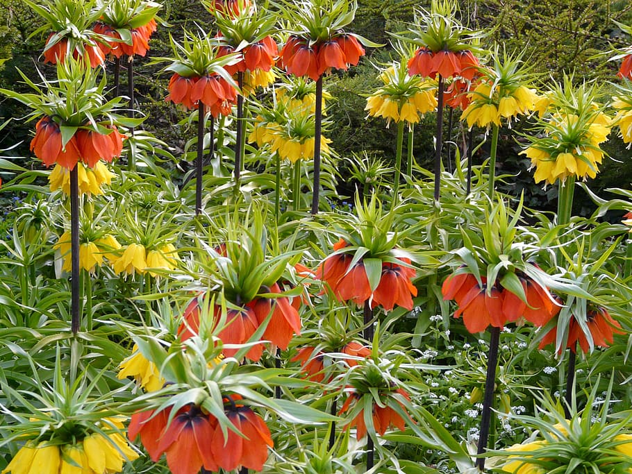 제국 왕관, 꽃, 노랑, 주황색, fritillaria imperialis, fritillaria, 백합 가족, 백합과, 유독 한, 초본 식물