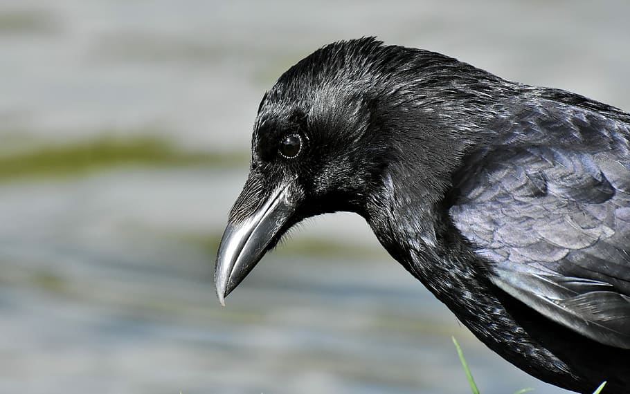 selective, focus photo, black, crow, raven bird, raven, nature, bill, carrion crows, common raven