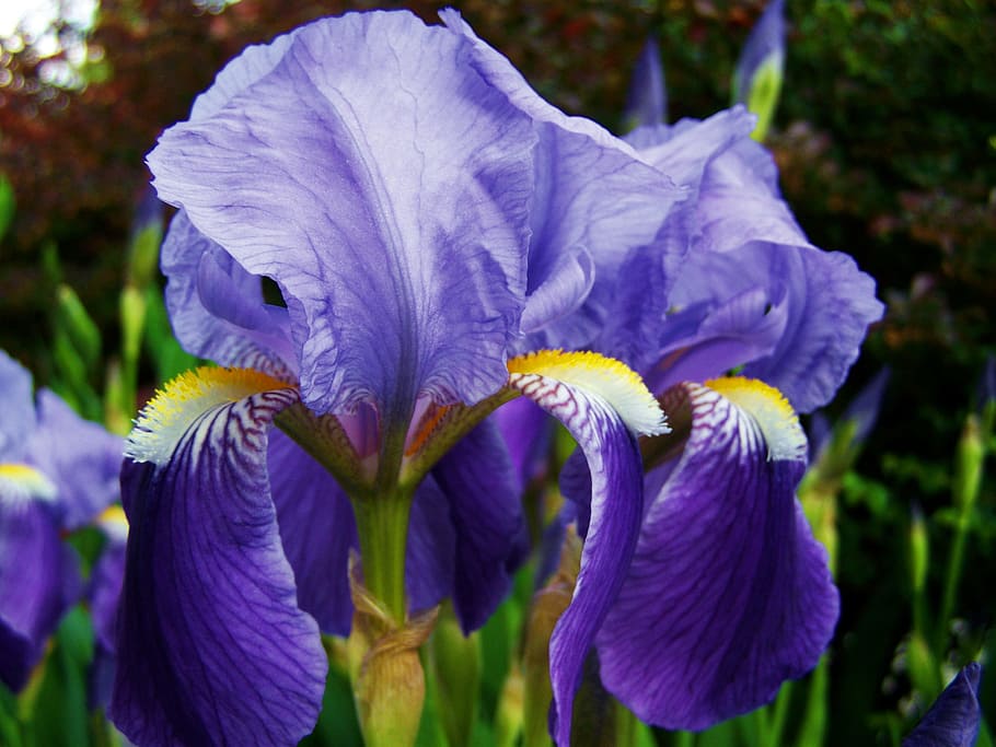 blue, petal flowers close-up photo, daytime, petal, flowers, close-up, iris, fleur-de-lis, bluish-violet flower spring, flower