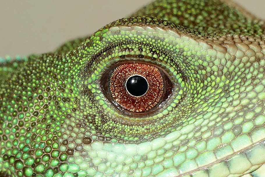 close-up photography, green, lizard eye, chinese water dragon, reptiles, lizard, dragon, water, chinese, animal