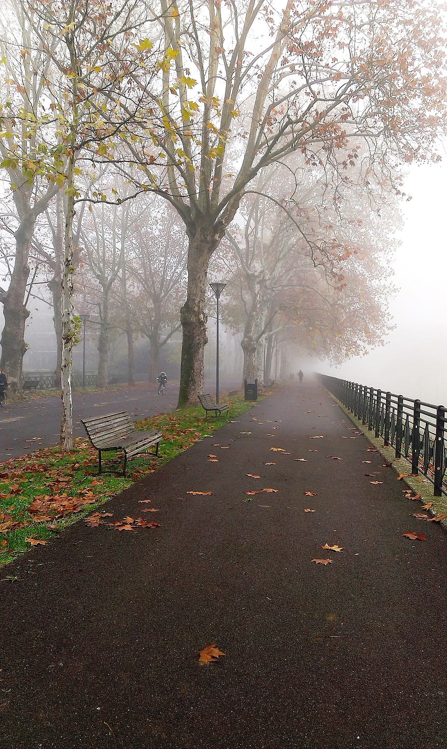 fog, park, autumn, winter, trees, leaves, viale, tree, plant, the way forward