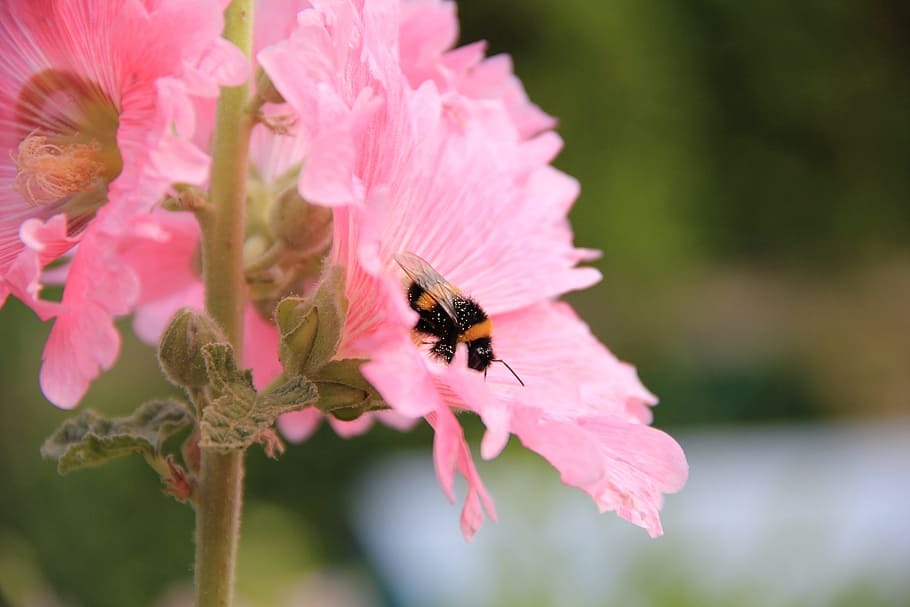 closeup, foto, bumble, bee hinggap, bunga, bumblebee hollyhock, close, pink flower, tanaman berbunga, hewan