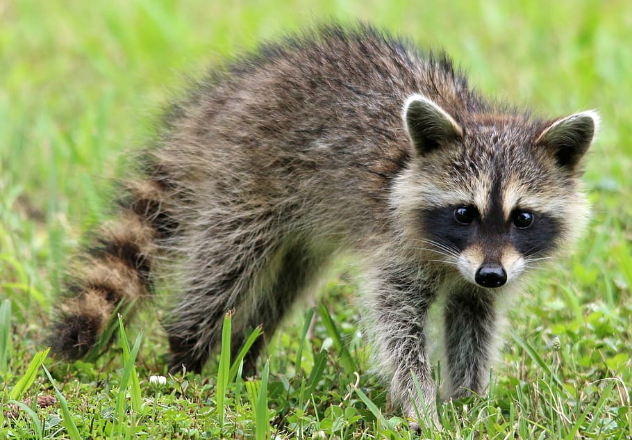 grey, brown, raccoon, animal, wildlife, forest, woods, nature, cute, close up