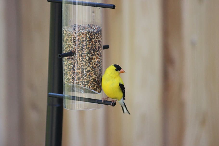 spinus tristis, American Goldfinch, Spinus, Tristis, eastern goldfinch, north american bird, finch family, bird, seed, feeder