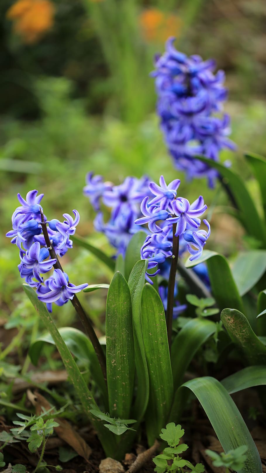 Azul, verde, varias flores de pétalos azules, planta floreciente, flor, planta, frescura, vulnerabilidad, belleza en la naturaleza, fragilidad