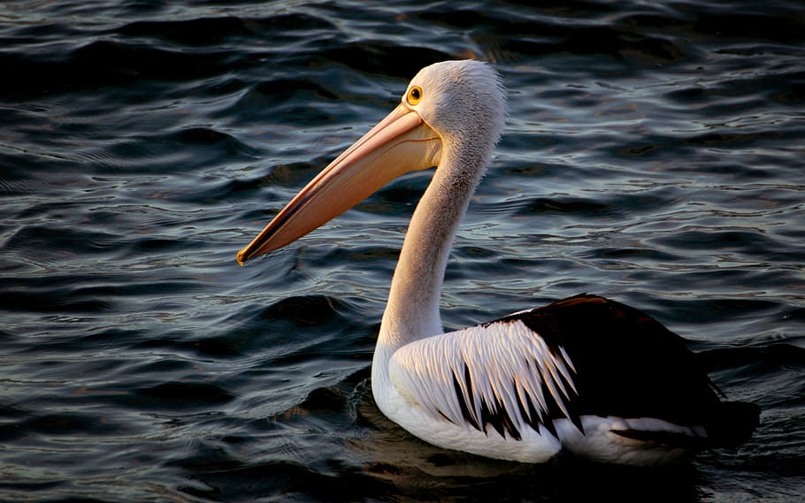 Australian Pelican, Pelecanus conspicillatus, pelican, sea, animal themes, animals in the wild, bird, vertebrate, animal wildlife, animal