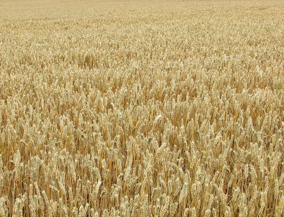 gandum, jagung, emas, ladang, panen, kuning, sereal, makanan, pertanian, bidang
