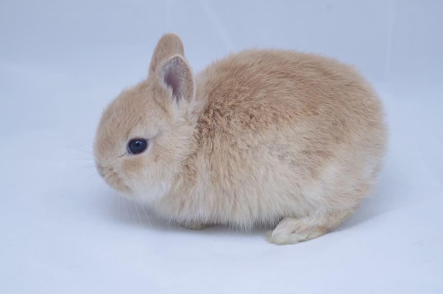 kelinci, anak kelinci, banny, cute, bunny, pet, binatang menyusui, hewan, satu binatang, tema hewan