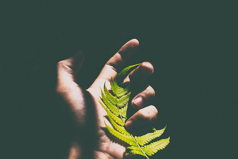 orang memegang daun, miring, bergeser, lensa, fotografi, hijau, daun, gelap, tangan, telapak tangan