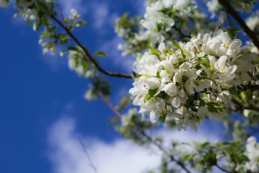 selektif, fokus fotografi, putih, pohon berbunga, biru, langit, awan, cerah, hari, bunga