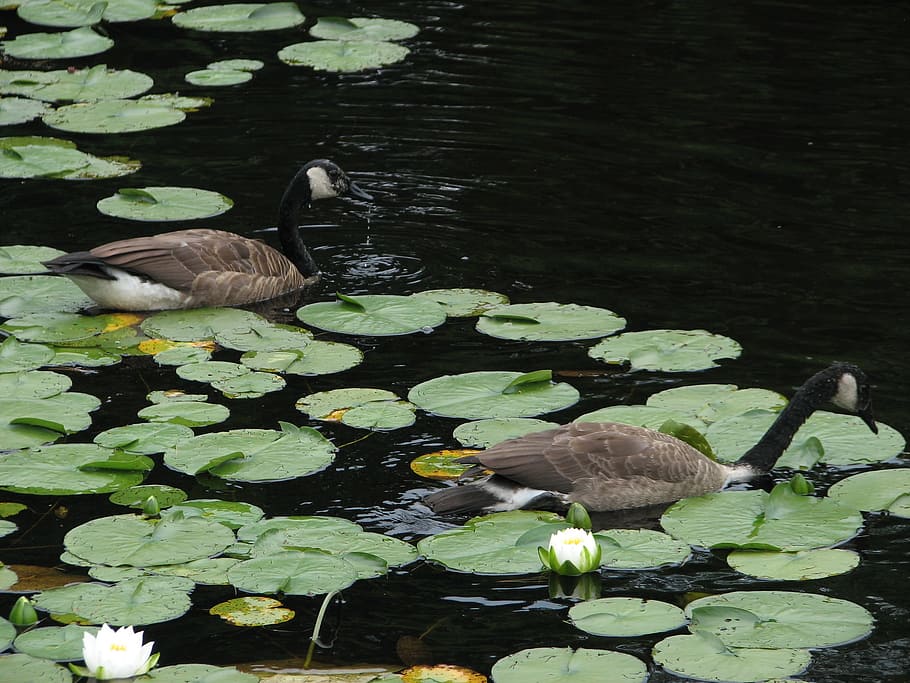geese, lilly pads, pond, water, goose, waterfowl, wildlife, canadian, bird, flower