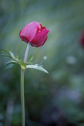 Fotos anémona roja flor libres de regalías | Pxfuel