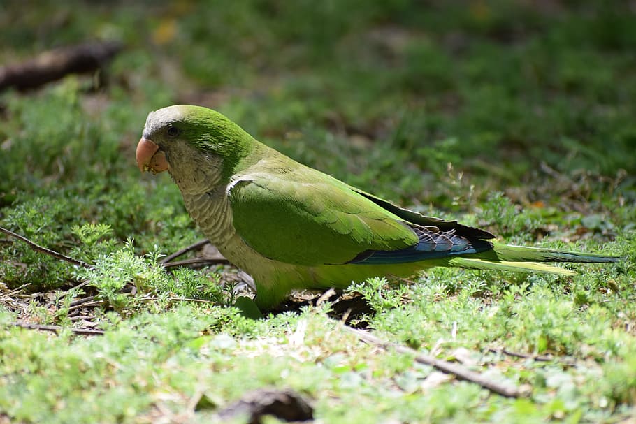 perico monje, perico, loro, loro pequeño, verde, animal, américa del sur, aves, paraguay, pájaro