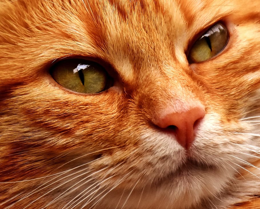 primer plano, foto, naranja, atigrado, cara de gatito, gato, caballa, fotografía, fotografía de vida silvestre, retrato