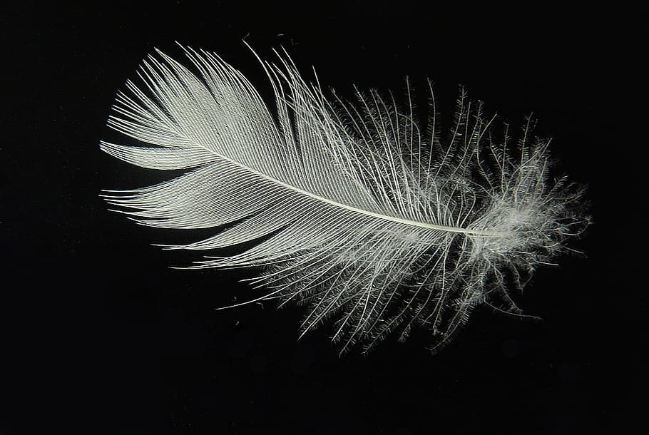 white feather photo, feather, lightweight, fly, slightly, float, bird feathers, white, black background, studio shot