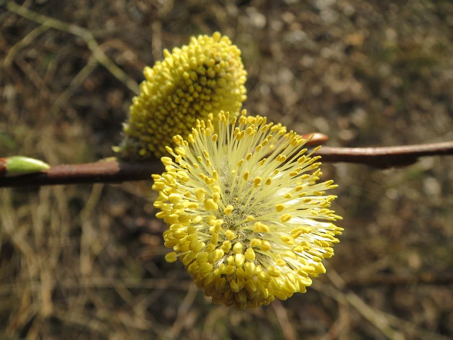 salix caprea, goat willow, pussy willow, great sallow, catkins, inflorescence, macro, flora, botany, plant