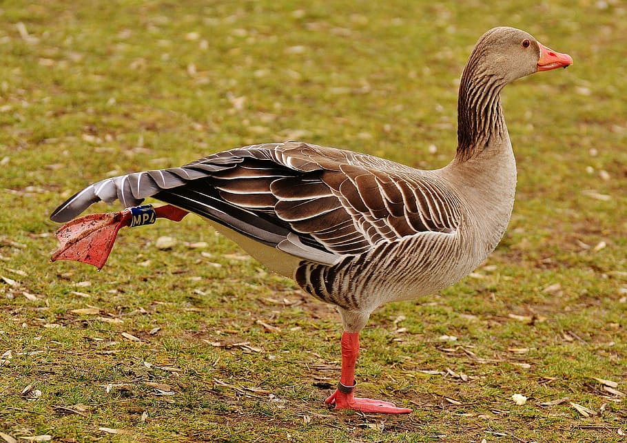brown, duck, standing, grass field, goose, bird, morning exercise, funny, feather, water bird