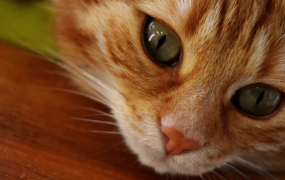 closeup, orange, tabby, cat, mackerel, wildlife photography, portrait, funny, red, tiger cat