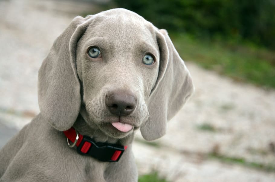 серый щенок веймаранера, собака, щенок, морда, животное, милая, глаза, нежность, домашнее животное, волосы