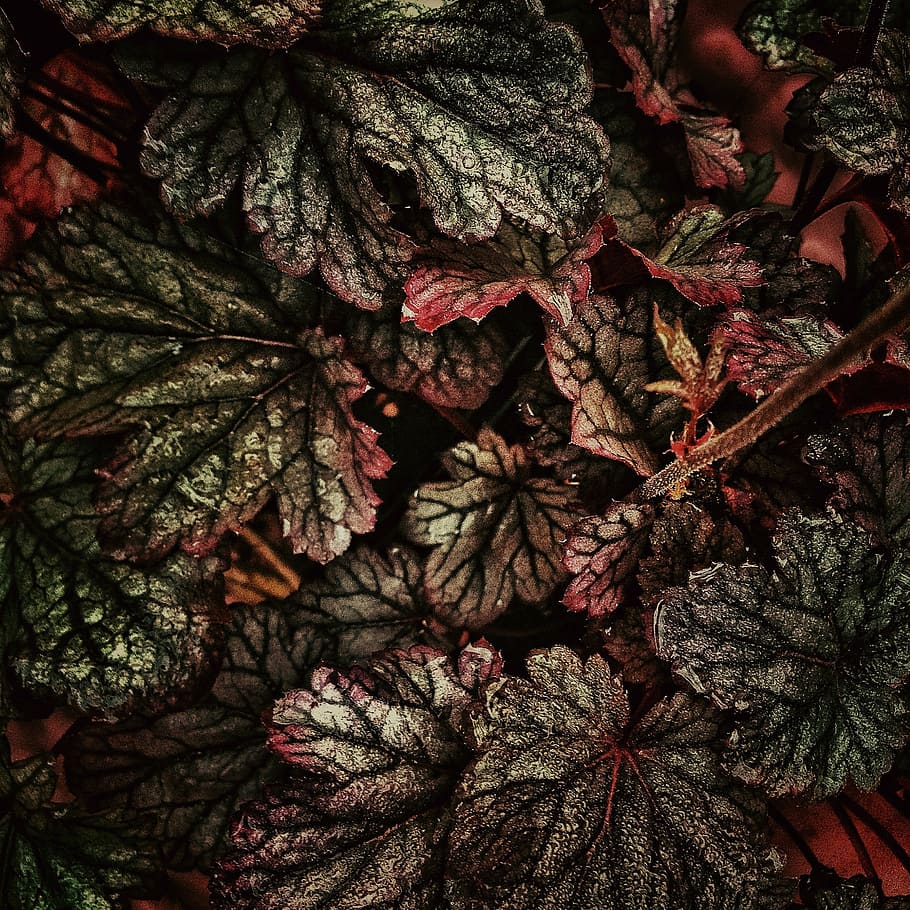 gray, red, crotons plants, leaf, plant, nature, outdoor, garden, close-up, day