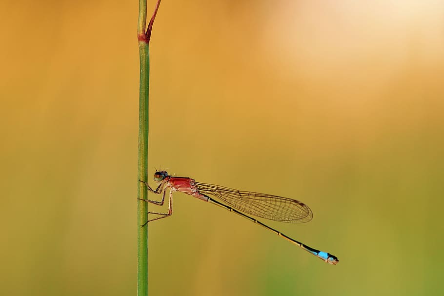 bad luck dragonfly, female, unlucky dragonfly, dragonfly, red, insect, nature, wing, macro, flight insect