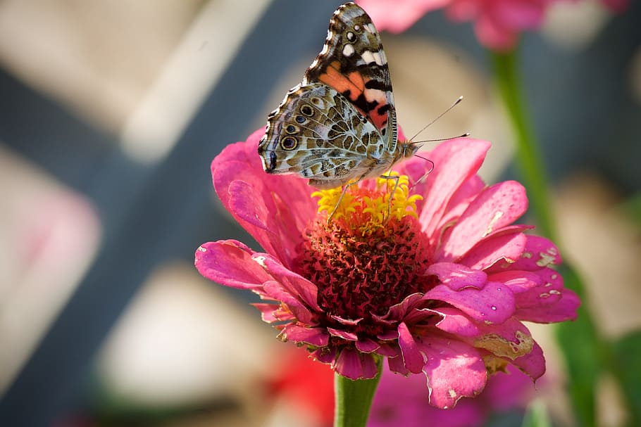 painted lady butterfly, butterflies, insect, summer, flower, wing, colorful, fly, garden, pink