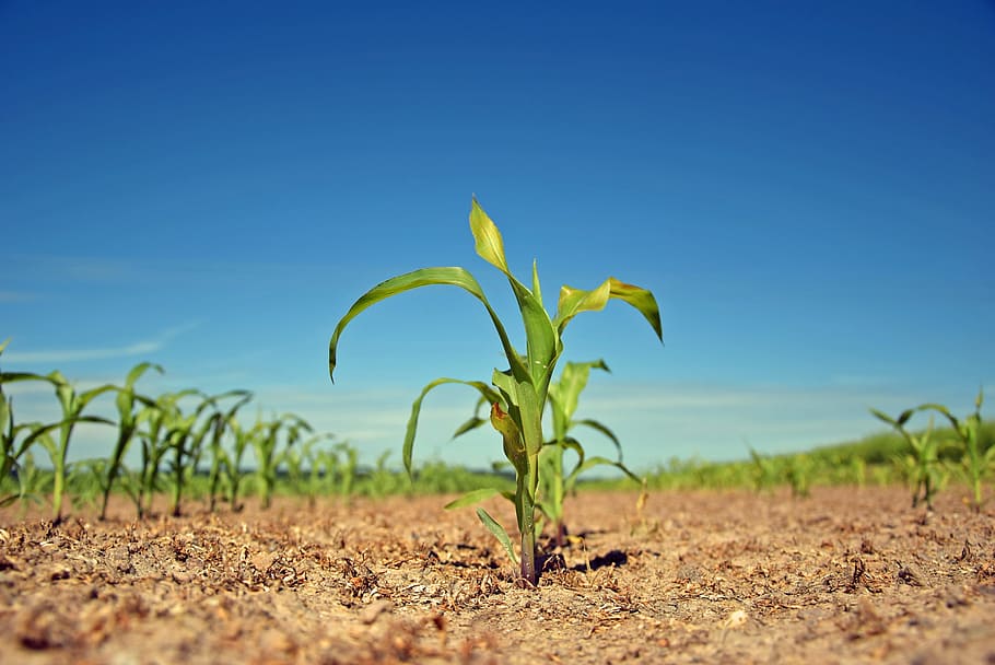 fotografía de ángulo bajo, verde, plántulas de maíz, planta, vástago, campo, agricultura, naturaleza, alimentos, jóvenes