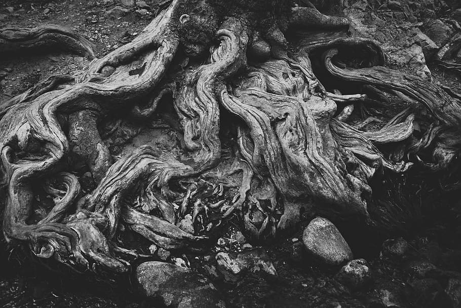 roots, dry, tree, nature, wood, textured, backgrounds, root, day, tree trunk