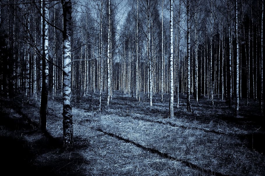 bare, trees, inside, forest, night, dark, shadows, sky, wood, birch