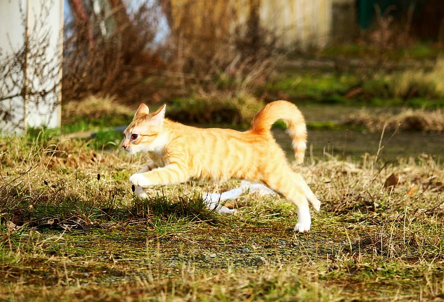 kucing oranye berlari, kucing, anak kucing, kucing betina merah, melompat, padang rumput, bermain, kucing muda, kucing bayi, kucing merah