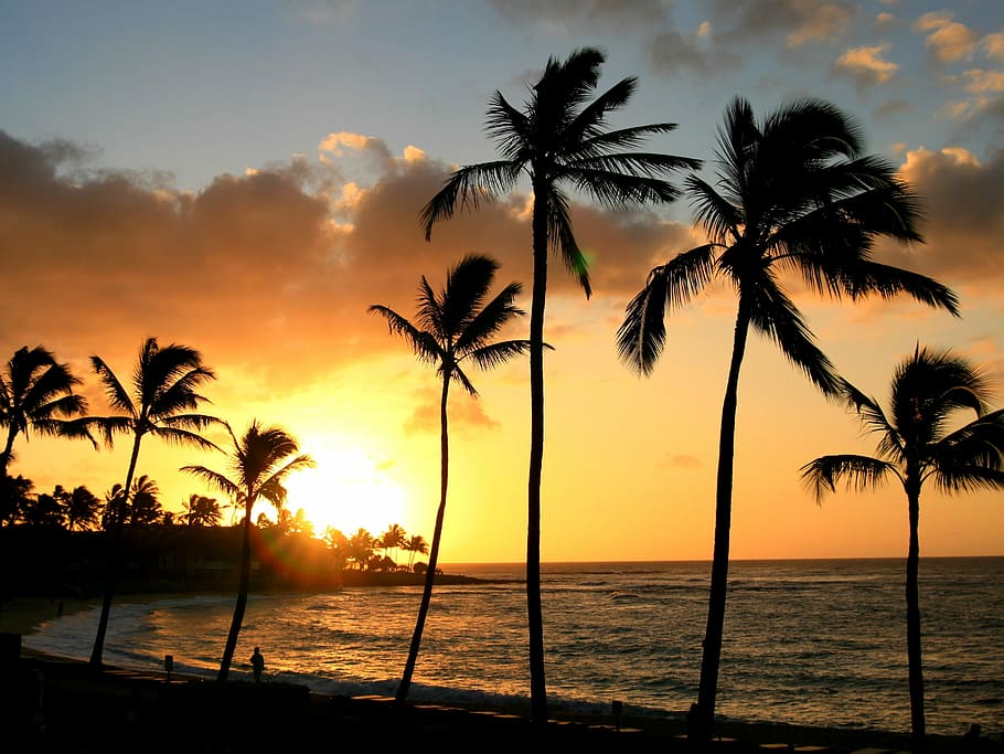 silhouette, coconut trees, seashore, golden, hour, Hawaii, Tropical, Palm Tree, hawaii beach, sea