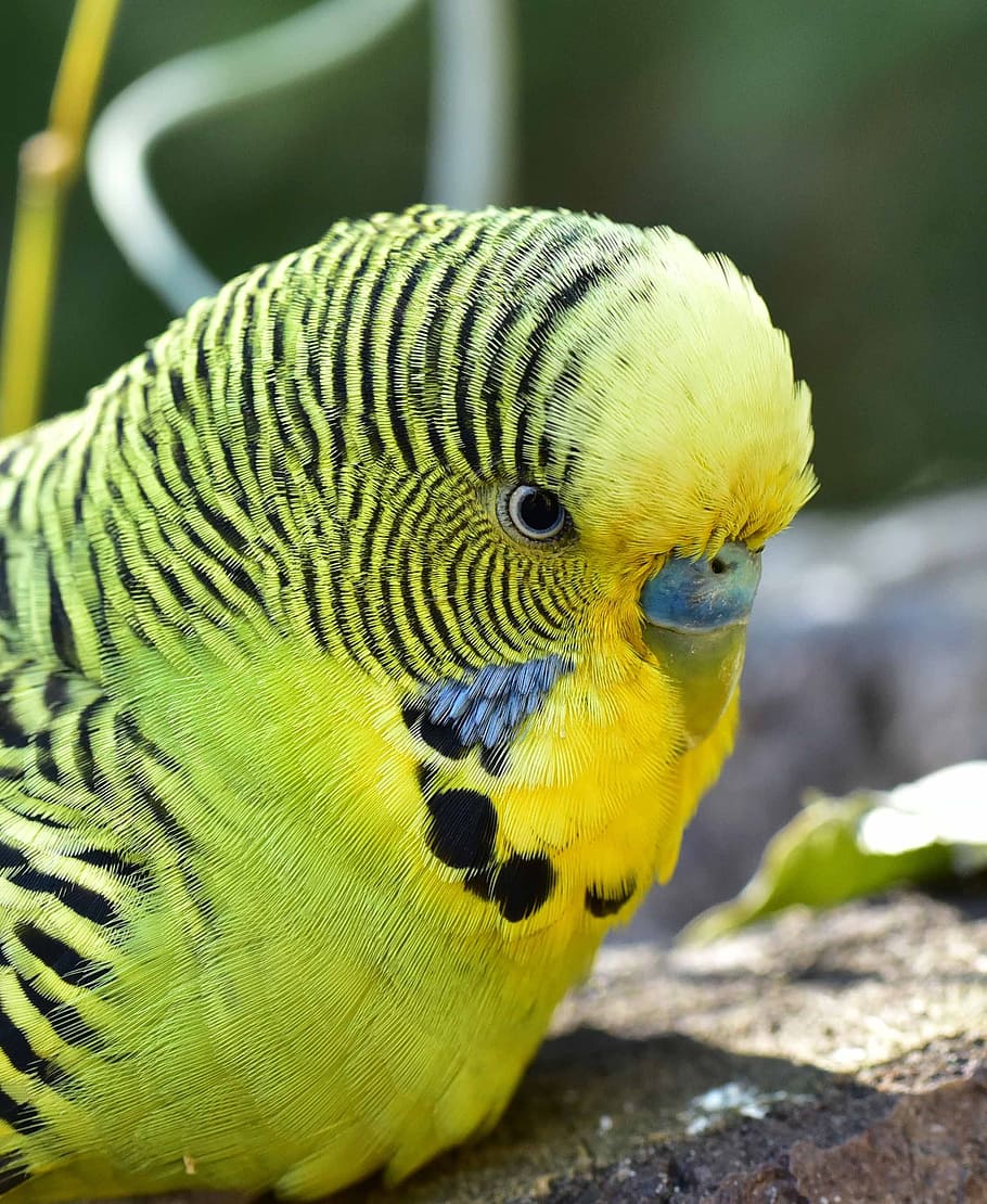 bird, budgie, green, parakeets, pets, animal world, food, sit, close, feather